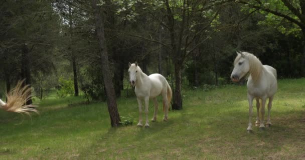 White Camargue Horses Occitanie Francia — Video Stock