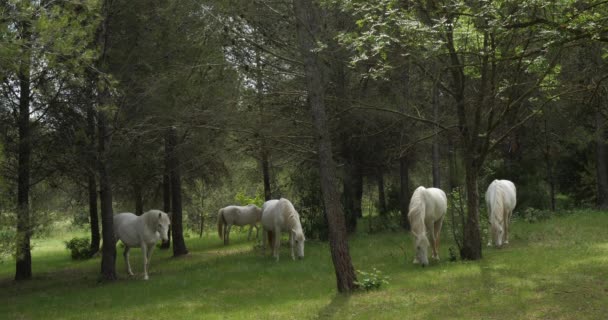 White Camargue Hästar Occitanie Frankrike — Stockvideo