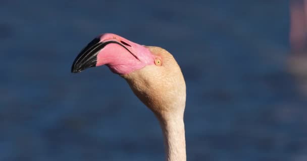 法国Camargue Pont Gau Phoenicopterus Rosseus Greater Flamingos — 图库视频影像