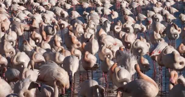 Greater Flamingos Phoenicopterus Roseus Pont Gau Camargue França — Vídeo de Stock