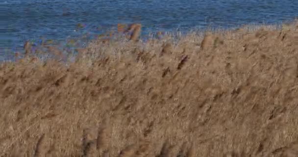 Viento Cañas Tre Camarga Francia — Vídeos de Stock