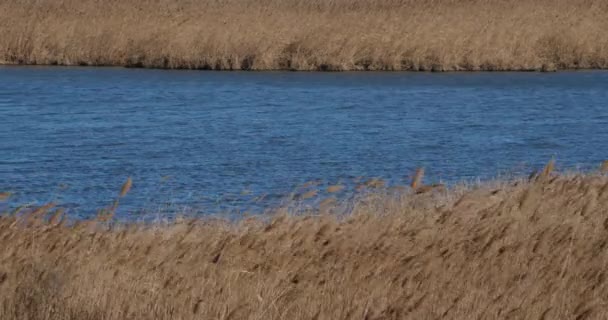 Wind Tre Canne Camargue Francia — Video Stock