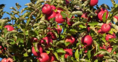Cripps Pembe. Meyve bahçesi elma ağaçları, Occitan, Fransa