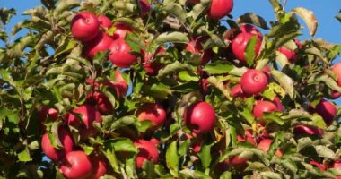 Cripps Pembe. Meyve bahçesi elma ağaçları, Occitan, Fransa