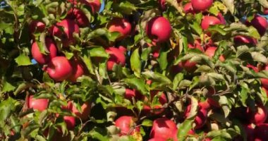Cripps Pembe. Meyve bahçesi elma ağaçları, Occitan, Fransa