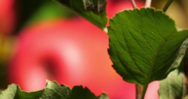 Cripps Pembe. Meyve bahçesi elma ağaçları, Occitan, Fransa