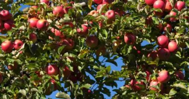 Cripps Pembe. Meyve bahçesi elma ağaçları, Occitan, Fransa