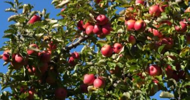 Cripps Pembe. Meyve bahçesi elma ağaçları, Occitan, Fransa