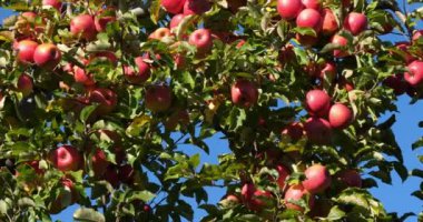 Cripps Pembe. Meyve bahçesi elma ağaçları, Occitan, Fransa