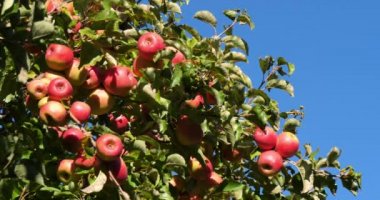 Cripps Pembe. Meyve bahçesi elma ağaçları, Occitan, Fransa