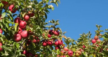 Cripps Pembe. Meyve bahçesi elma ağaçları, Occitan, Fransa