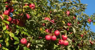 Cripps Pembe. Meyve bahçesi elma ağaçları, Occitan, Fransa