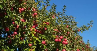 Cripps Pembe. Meyve bahçesi elma ağaçları, Occitan, Fransa