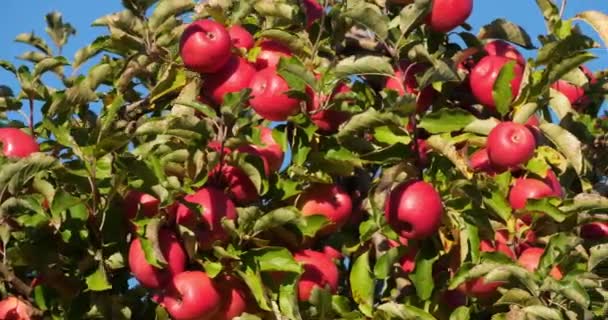 Cripps Pink Orchard Apple Trees Occitan França — Vídeo de Stock