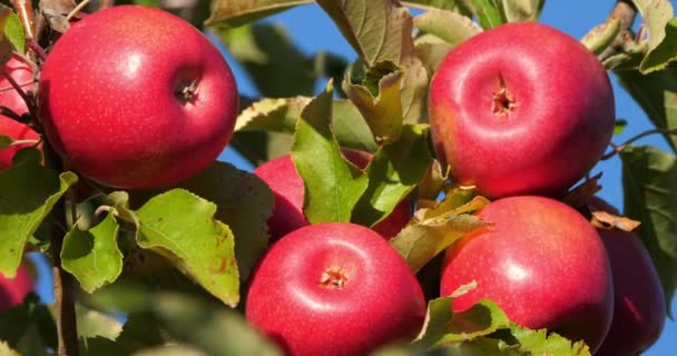 Cripps Pink Äppelträd Fruktträdgård Occitanen Frankrike — Stockvideo