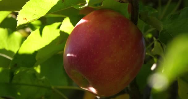 Cripps Pink Apfelbäume Obstgarten Okzitanisch Frankreich — Stockvideo