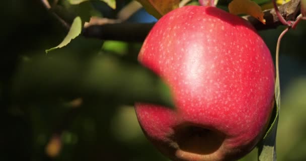 Cripps Pink Apfelbäume Obstgarten Okzitanisch Frankreich — Stockvideo