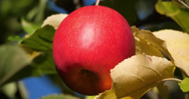 Πωπω Ροζ Orchard Apple Trees Occitan Γαλλία — Αρχείο Βίντεο