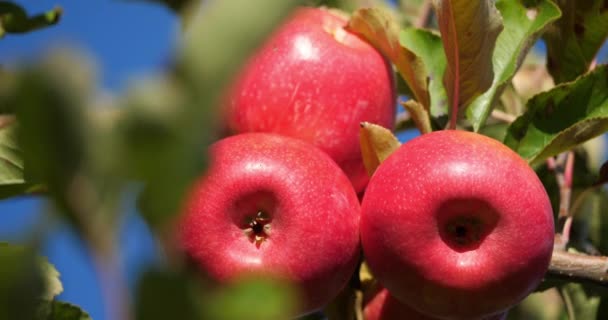Sánta Rózsaszín Orchard Almafák Occitan Franciaország — Stock videók