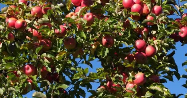 Πωπω Ροζ Orchard Apple Trees Occitan Γαλλία — Αρχείο Βίντεο