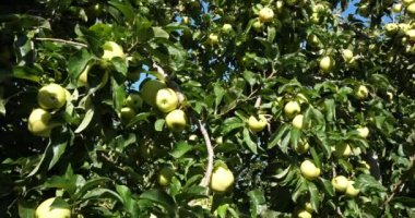 Büyükanne Smith, aynı zamanda yeşil elma ya da ekşi elma olarak da bilinir. Meyve bahçesi elma ağaçları, Occitan, Fransa