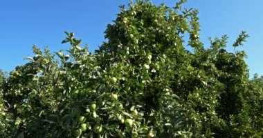 Büyükanne Smith, aynı zamanda yeşil elma ya da ekşi elma olarak da bilinir. Meyve bahçesi elma ağaçları, Occitan, Fransa