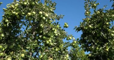 Büyükanne Smith, aynı zamanda yeşil elma ya da ekşi elma olarak da bilinir. Meyve bahçesi elma ağaçları, Occitan, Fransa