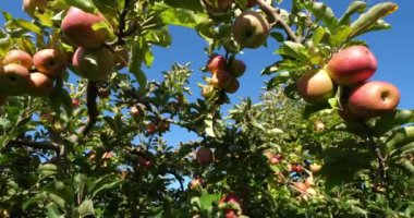 Cripps Pembe. Meyve bahçesi elma ağaçları, Occitan, Fransa
