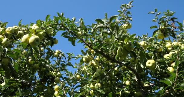 Abuela Smith También Conocida Como Manzana Verde Manzana Agria Huerto — Vídeo de stock