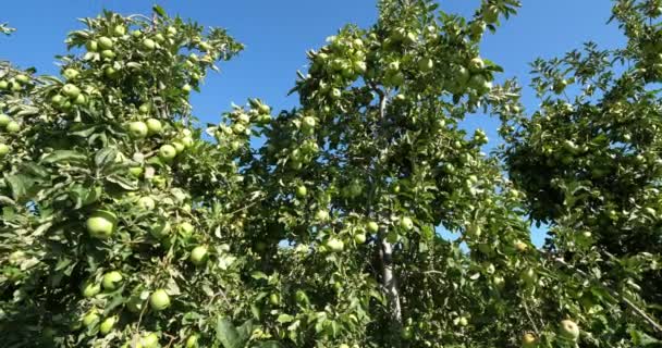 Бабуся Сміт Також Відома Зелене Яблуко Або Кисле Яблуко Яблуня — стокове відео