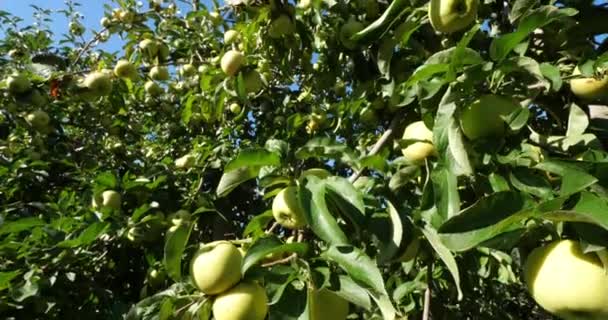 할머니 스미스 사과나 신맛이 사과로 도알려져 과수원 사과나무 프랑스 오크어 — 비디오
