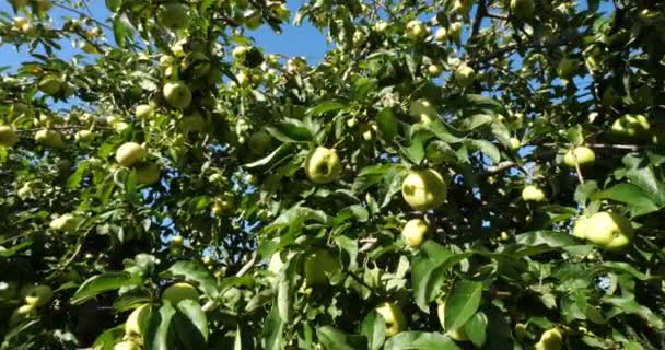 할머니 스미스 사과나 신맛이 사과로 도알려져 과수원 사과나무 프랑스 오크어 — 비디오