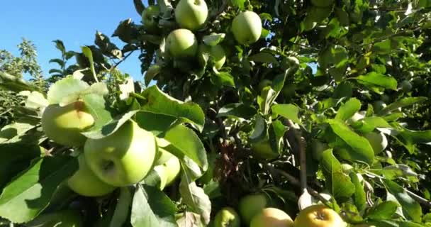 Granny Smith Also Known Green Apple Sour Apple Orchard Apple — Stock Video