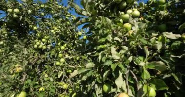 Büyükanne Smith, aynı zamanda yeşil elma ya da ekşi elma olarak da bilinir. Meyve bahçesi elma ağaçları, Occitan, Fransa