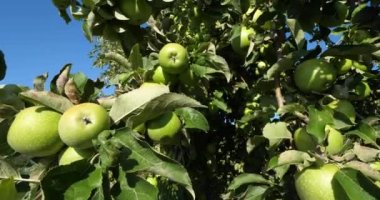 Büyükanne Smith, aynı zamanda yeşil elma ya da ekşi elma olarak da bilinir. Meyve bahçesi elma ağaçları, Occitan, Fransa