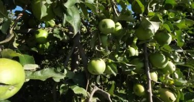 Büyükanne Smith, aynı zamanda yeşil elma ya da ekşi elma olarak da bilinir. Meyve bahçesi elma ağaçları, Occitan, Fransa