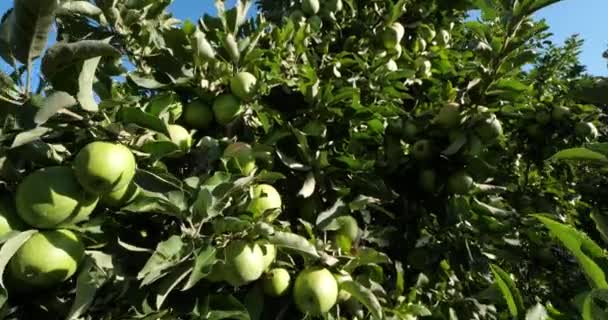 Γιαγιά Σμιθ Γνωστή Και Πράσινο Μήλο Ξινό Μήλο Orchard Apple — Αρχείο Βίντεο