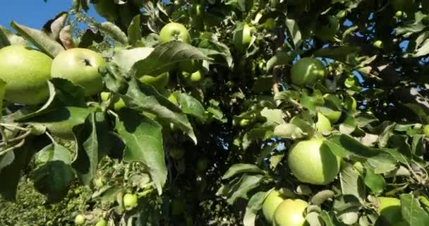 Büyükanne Smith Aynı Zamanda Yeşil Elma Ekşi Elma Olarak Bilinir — Stok video