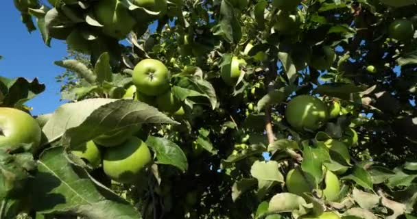 Avó Smith Também Conhecida Como Maçã Verde Maçã Azeda Orchard — Vídeo de Stock