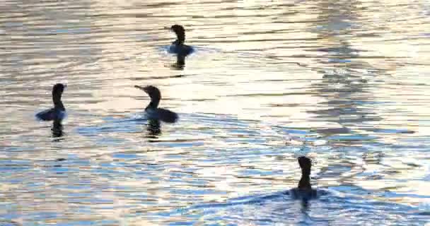 Cormoranes Nadando Camargue Francia — Vídeos de Stock