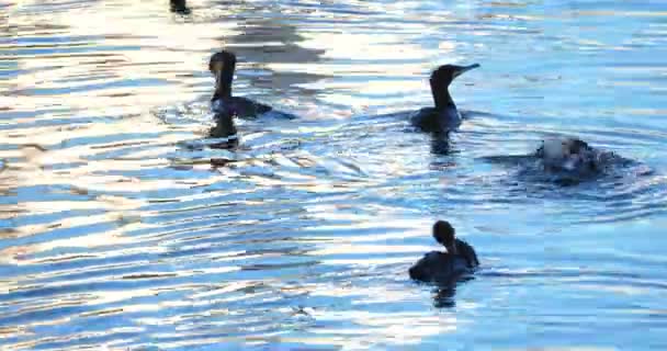 Cormoranes Nadando Camargue Francia — Vídeo de stock