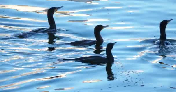 Cormorants Swimming Camargue França — Vídeo de Stock