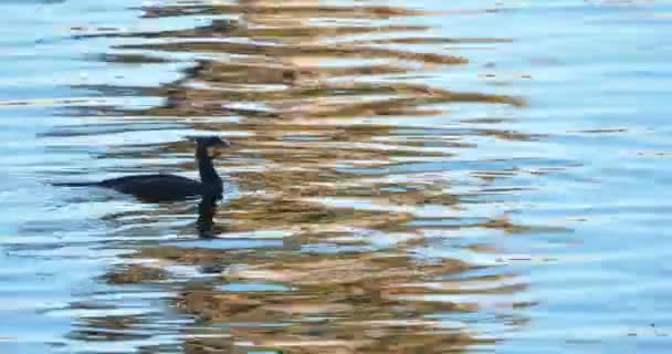 Cormoranes Nadando Camargue Francia — Vídeos de Stock