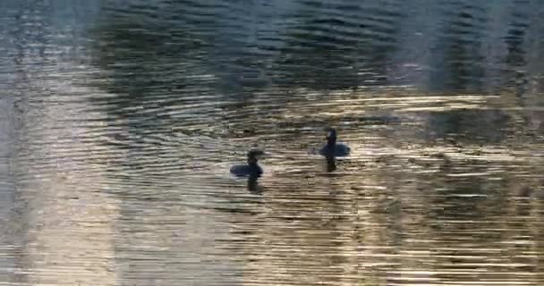 Cormoranes Nadando Camargue Francia — Vídeo de stock