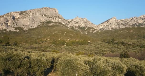 Azeitonas Les Civadieres Alpilles Range Provence França — Vídeo de Stock