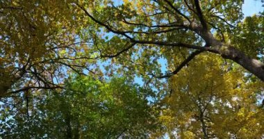 Sonbahar mevsiminde Celtis australis ile meşe ormanları, Loiret, Fransa