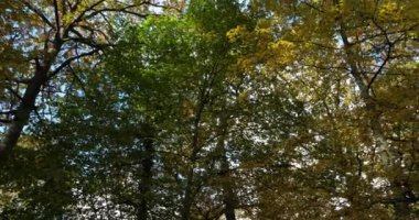Sonbahar mevsiminde Celtis australis ile meşe ormanları, Loiret, Fransa