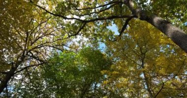 Sonbahar mevsiminde Celtis australis ile meşe ormanları, Loiret, Fransa