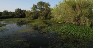 Büyük Flamingolar, Phoenicopterus gülü, Saintes Maries de la Mer, Camargue, Fransa