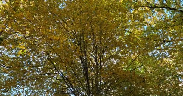 Floresta Carvalhos Com Celtis Australis Durante Temporada Outono Loiret França — Vídeo de Stock